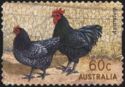 Australorp