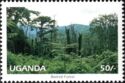 Bwindi Forest