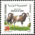 Mouflon (Ovis musimon)