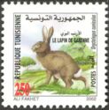 European Rabbit (Oryctolagus cuniculus) 