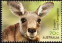 Eastern Grey Kangaroo (Macropus giganteus)