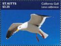 California Gull (Larus californicus)