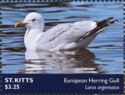 European Herring Gull (Larus argentatus)