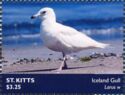 Iceland Gull (Larus glaucoides)