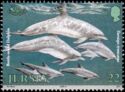 Common Bottlenose Dolphin (Tursiops truncatus)