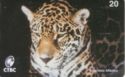 Onça Pintada - N 26