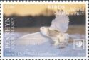 Snowy owl (Bubo scandiacus)