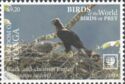 Black-and-chestnut Eagle (Spizaetus isidori)