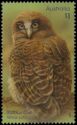 Rufous Owl (Ninox rufa)