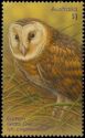Eastern Grass Owl (Tyto longimembris)