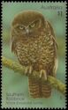 Southern Boobook (Ninox boobook lurida)