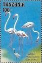 Flamingo (Phoenicopterus ruber roseus)