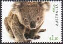 Koala (Phascolarctos cinereus)