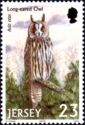 Long-eared Owl (Asio otus)