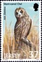 Short-eared Owl (Asio flammeus)