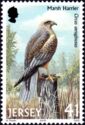 Western Marsh Harrier (Circus aeruginosus)