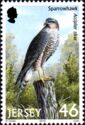 Sparrowhawk (Accipiter nisus)