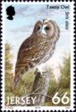 Tawny Owl (Strix aluco)