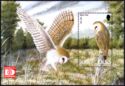 Western Barn Owl (Tyto alba) (Hafnia 01)
