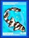 Brownbanded Bamboo Shark (Chiloscyllium punctatum)