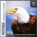 Bald Eagle (Haliaeetus leucocephalus)