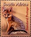 Cape Fox (Vulpes chama)