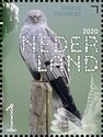 Montagu's Harrier (Circus pygargus)