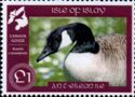 Canada Goose (Branta Canadensis)
