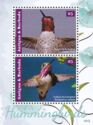 Hummingbirds (2)