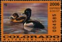 Ring-necked duck (Aythya collaris)