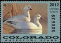 Ross's goose (Chen rossii)