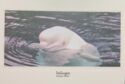 Beluga (Delphinapterus leucas)