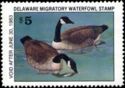 Canada goose (Branta canadensis)