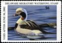 Long-tailed duck (Clangula hyemalis)