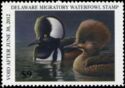 Hooded merganser (Lophodytes cucullatus)