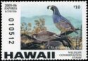 California quail (Callipepla californica)