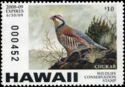 Chukar partridge (Alectoris chukar)