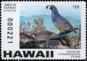California quail (Callipepla californica)