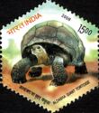 Front of Aldabra Giant Tortoise (Aldabrachelys gigantea)