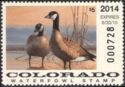 Canada goose (Branta canadensis)