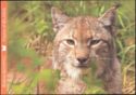 Lynx (Lynx lynx)