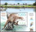 Eurasian Otter (Lutra lutra) (Normal Paper)