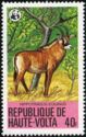 Roan Antelope (Hippotragus equinus)