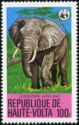 African Elephant (Loxodonta africana)