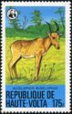 Western Hartebeest (Alcelaphus buselaphus)