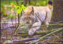 Lynx (Lynx lynx)