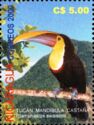 Yellow-throated Toucan (Ramphastos swainsonii)