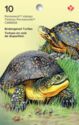 Endangered Turtles - Booklet