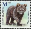 Bear Cub (Ursus arctos)