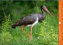 Black Stork (Ciconia nigra)